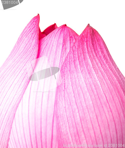 Image of Pink lotus isolated on white background