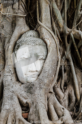 Image of Buddha head in a tree trunk, Wat Mahathat