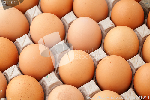 Image of Farm egg in paper container