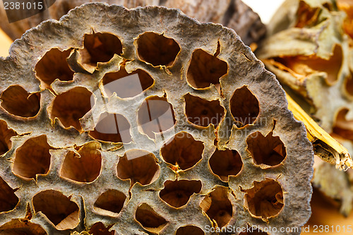 Image of Dead of lotus pod