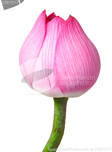 Image of Lotus bud isolated on white background