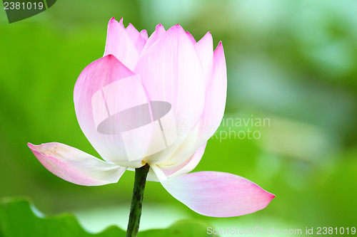 Image of Pink lotus close up