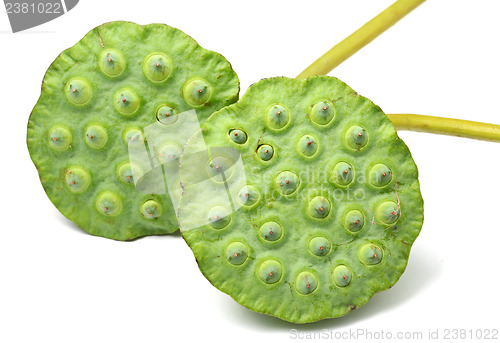 Image of Bouquet of Lotus seed pod