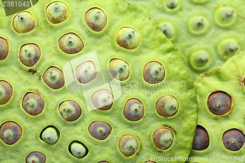 Image of Lotus seed pod close up