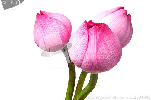 Image of Lotus buds isolated on white background