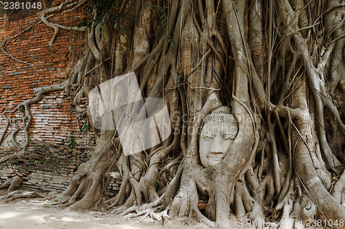 Image of Head of Buddha in a tree trunk