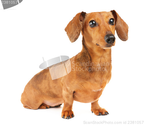 Image of Dachshund dog portrait