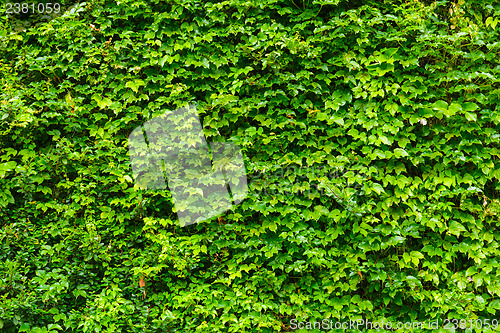 Image of Green ivy leaves