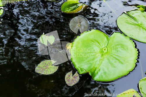 Image of Lily pads on water surface