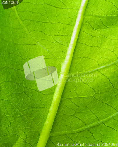 Image of green leaf texture