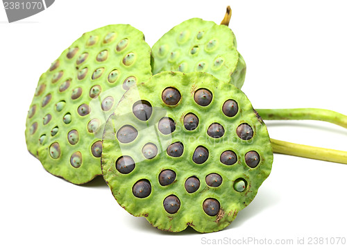 Image of Bouquet of Lotus seed pod