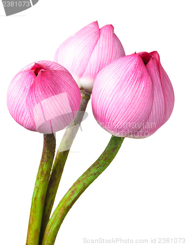 Image of Bouquet lotus buds isolated on white background