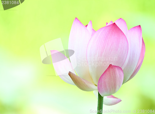 Image of Pink lotus