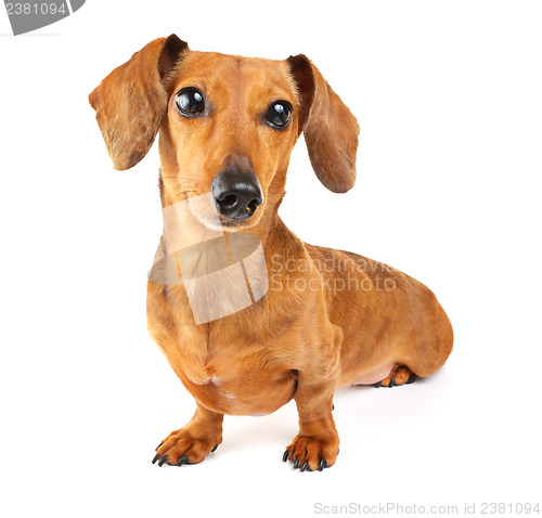 Image of Dachshund dog portrait