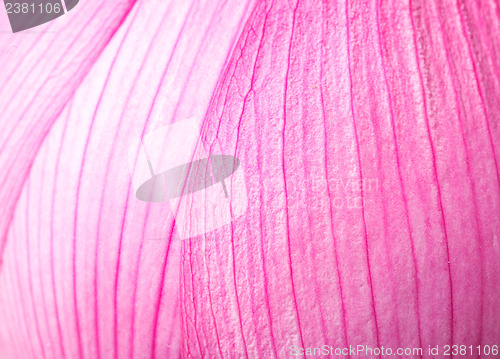 Image of Pink lotus petal close up