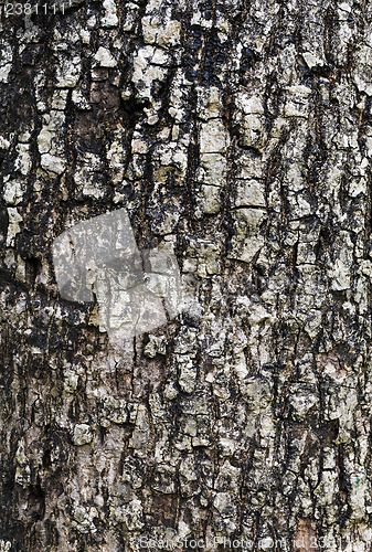 Image of Tree bark texture