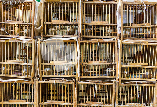 Image of Bird Market in Hong Kong