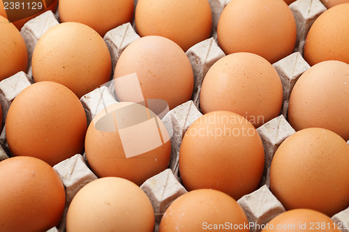 Image of Farm egg in cardboard