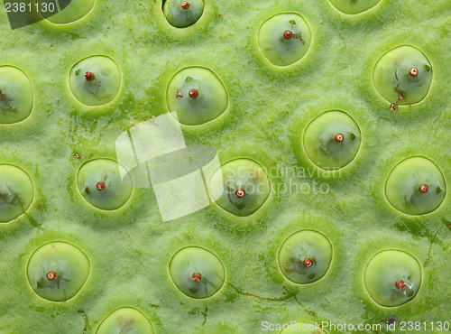 Image of Lotus seed pod close up