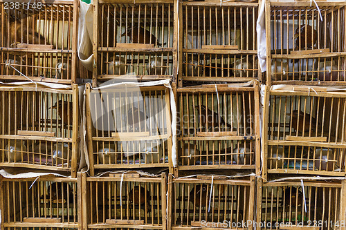 Image of Bird Market in Hong Kong