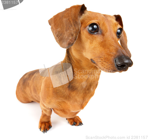 Image of Dachshund dog