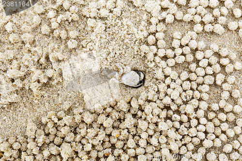 Image of Small white crab