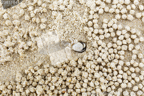 Image of Small white crab