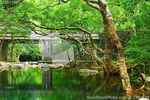 Image of Forest with lake