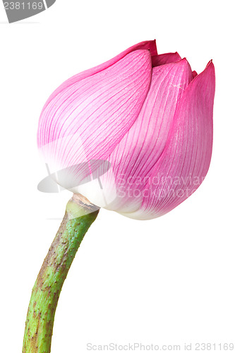 Image of Single lotus buds