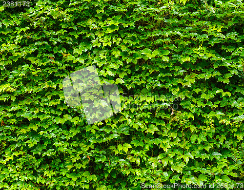 Image of Green leaves wall background