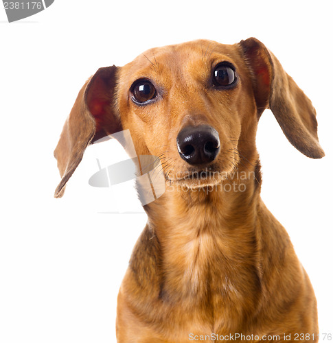 Image of Hesitate of Dachshund dog