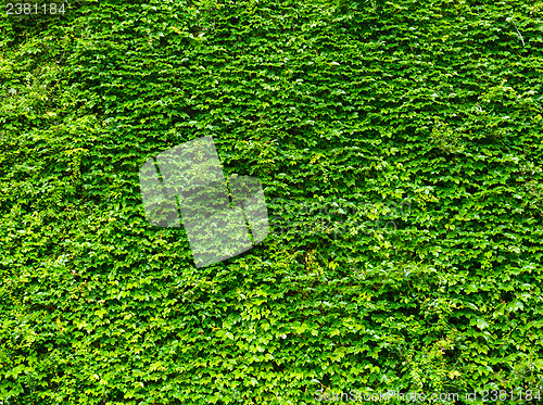 Image of Bright green ivy leaves background