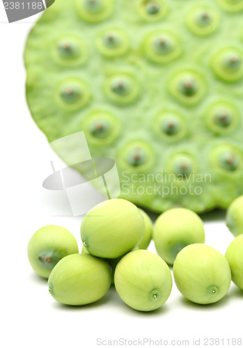 Image of Fresh lotus seeds and pod