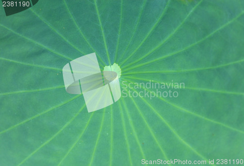 Image of Lotus leaves texture