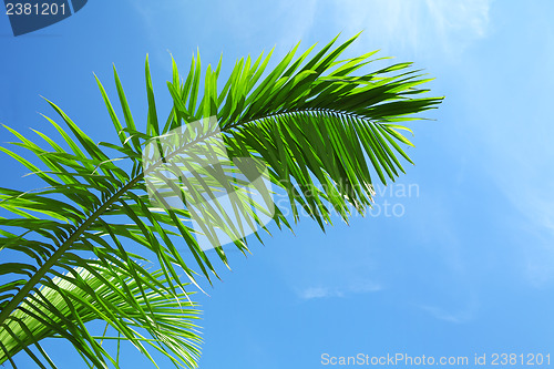Image of Green leaf of coniferous tree