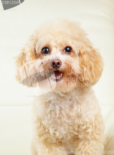 Image of Dog poodle smile