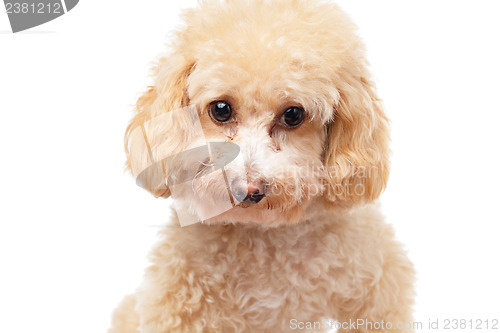 Image of Dog poodle isolated on white background