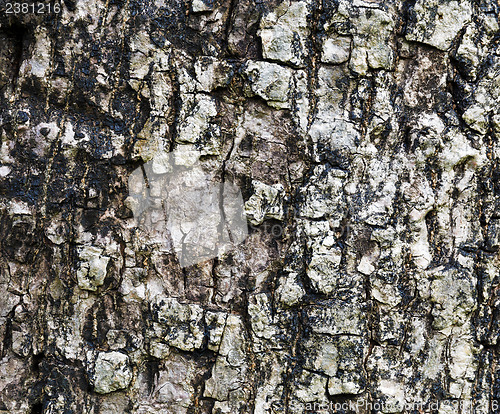 Image of Close up of tree bark