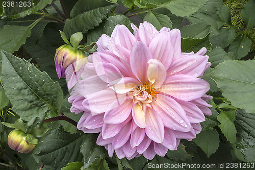 Image of  Paeonia lactiflora