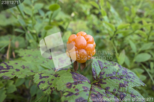 Image of Fresh Cloudberry