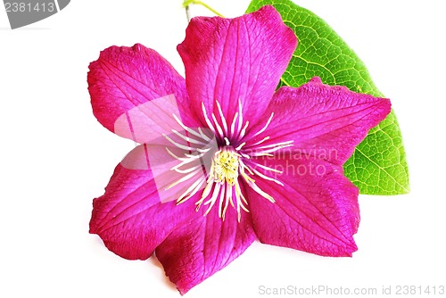 Image of Pink clematis flower