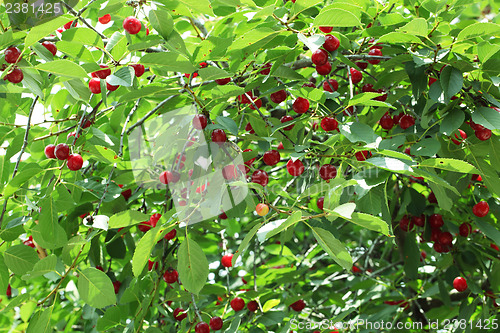 Image of cherries