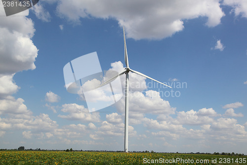 Image of Sunflower