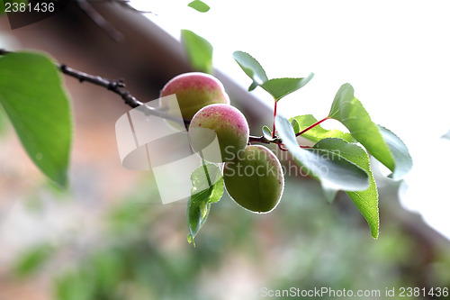 Image of yellow apricots