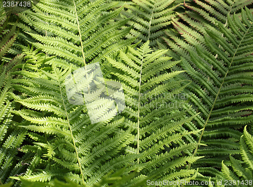 Image of Green fern leaf 