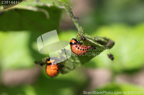 Image of Colorado beetle