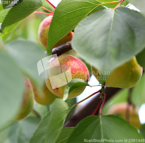 Image of yellow apricots 
