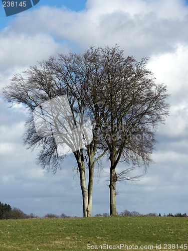 Image of Tree Landscape