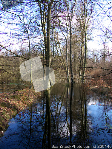 Image of Tree Reflection