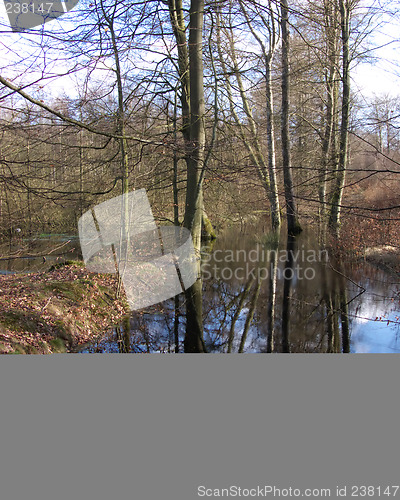 Image of Tree Reflection